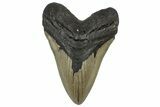 Serrated, Fossil Megalodon Tooth - North Carolina #299018-1